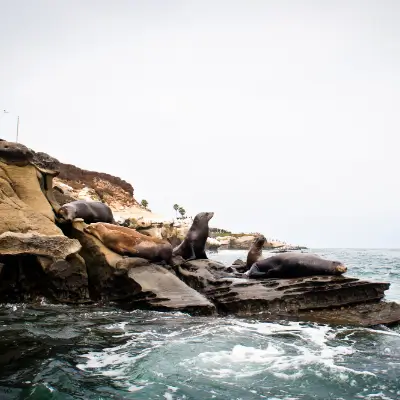 Seals along the La Jolla shores